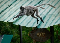 Hulman stribrny - Trachypithecus cristatus - Silvered leaf monkey or Silvery langur o8943